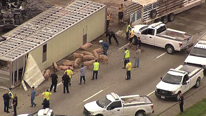 Pigs escape after truck crash