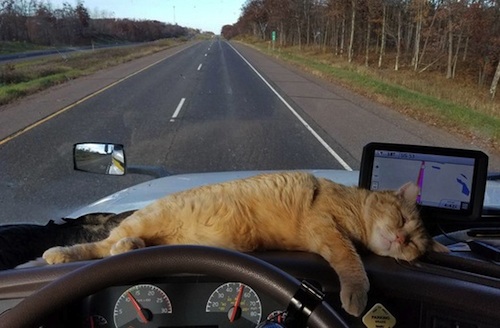 Cat survives 400 miles under truck